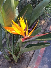 Strelitzia reginae reginae