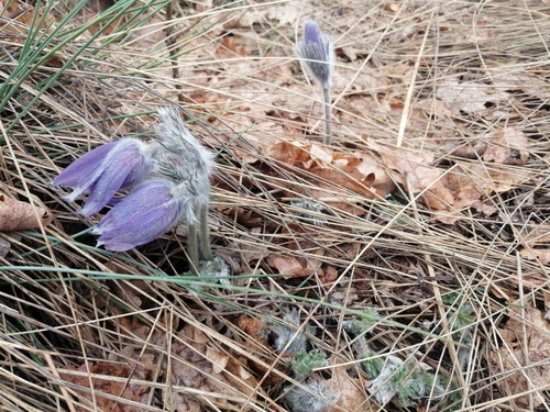 Image of Pulsatilla halleri by (c) Antoine MARNAT, some rights reserved (CC BY)