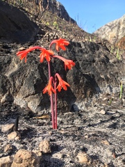 Cyrtanthus ventricosus