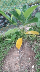 Artocarpus heterophyllus