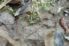 Callitriche heterophylla