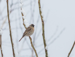 Prunella atrogularis
