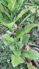 Citrus hystrix
