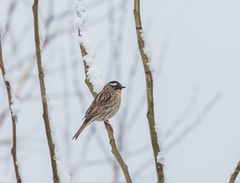 Prunella atrogularis