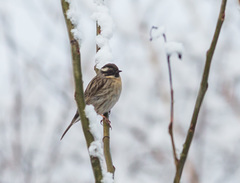 Prunella atrogularis