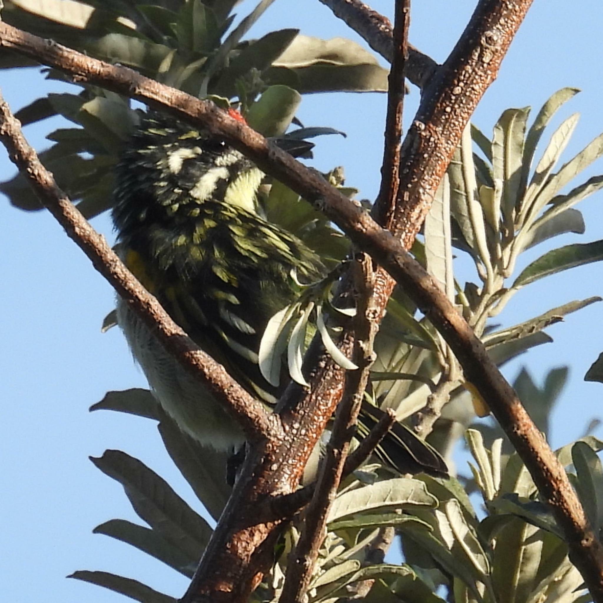 Southern Red-fronted Tinkerbird (Pogoniulus pusillus), photo 6