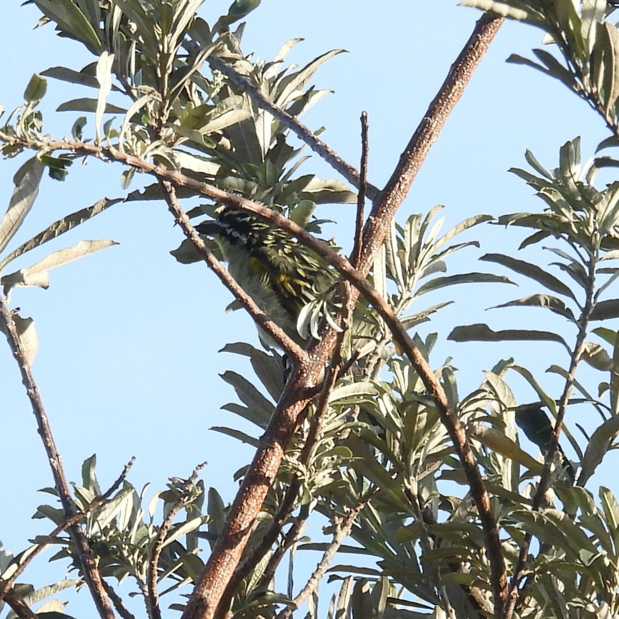 Southern Red-fronted Tinkerbird (Pogoniulus pusillus), photo 7