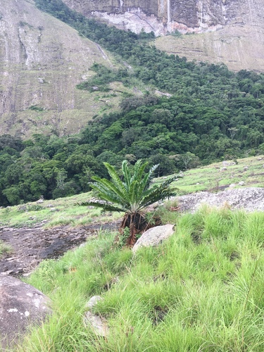 Encephalartos turneri