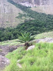 Encephalartos turneri image