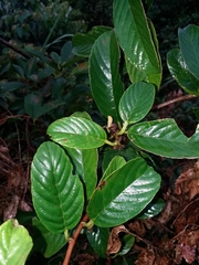 Tetracera