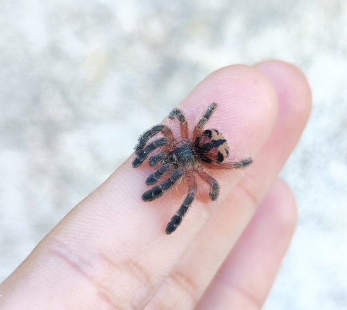 Typhochlaena curumim