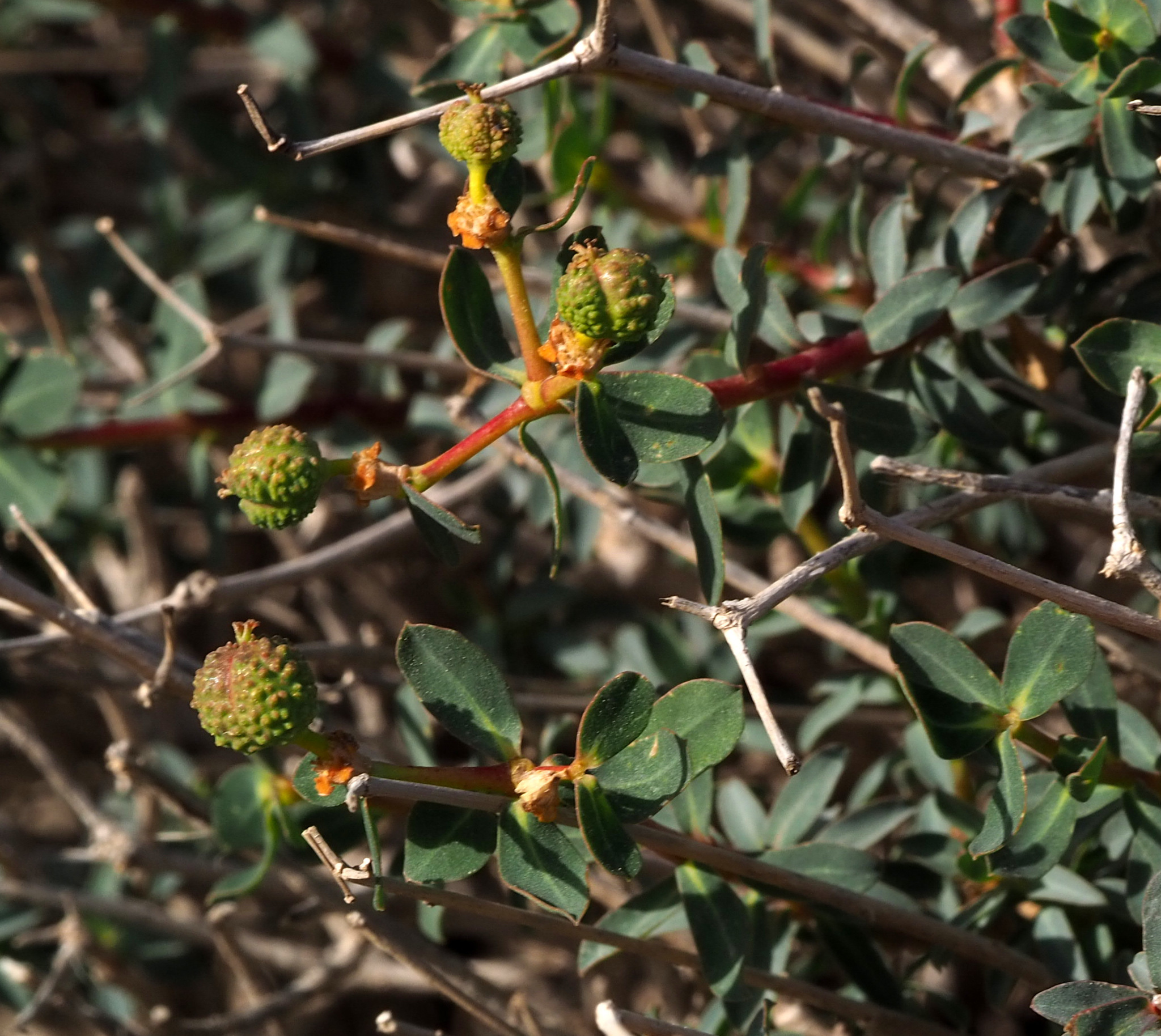 Euphorbia hierosolymitana var. ramanensis