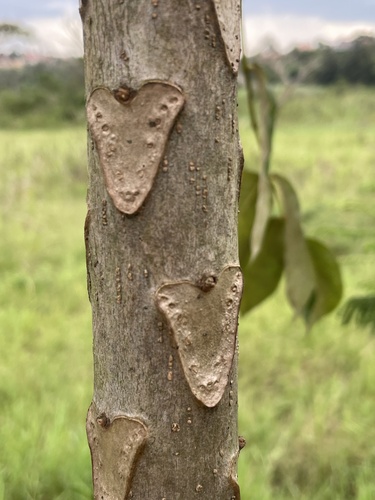 Polyscias fulva