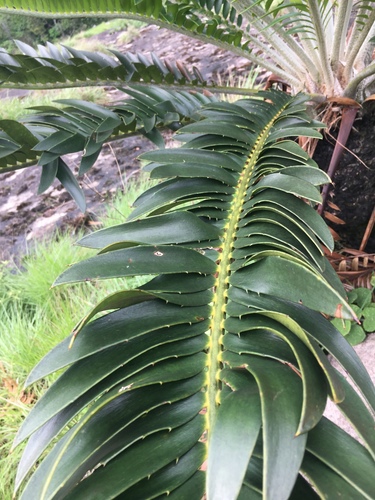 Encephalartos turneri image