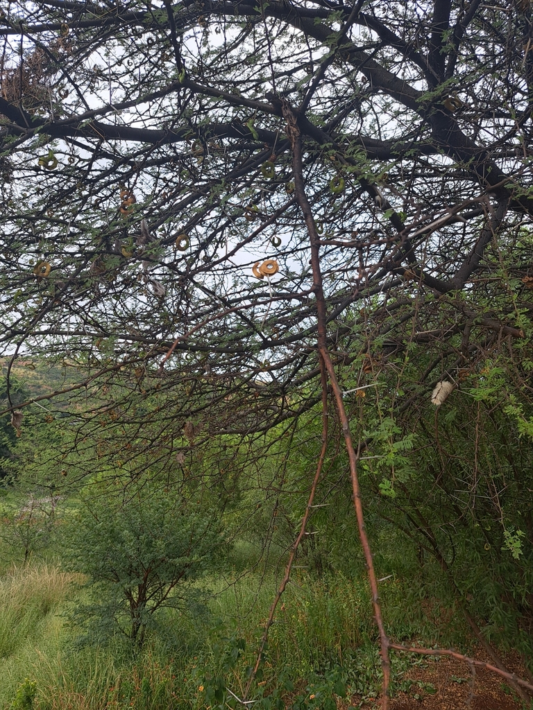 umbrella thorn from Florauna, Pretoria, 0182, South Africa on March 30 ...