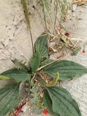 Plantago