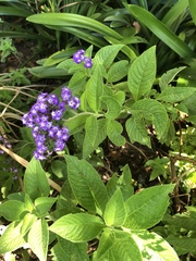 Heliotropium arborescens
