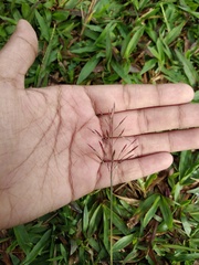 Muhlenbergia microsperma