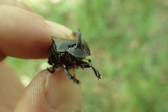 Phanaeus triangularis