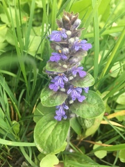 Ajuga reptans