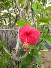 Hibiscus