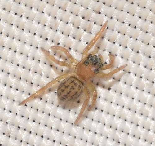 White-Palped Jumping Spider, Harderwijk, Nederland, photo 7 of 10