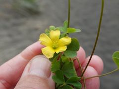 Oxalis rubens