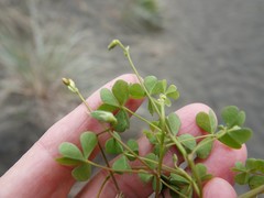 Oxalis rubens