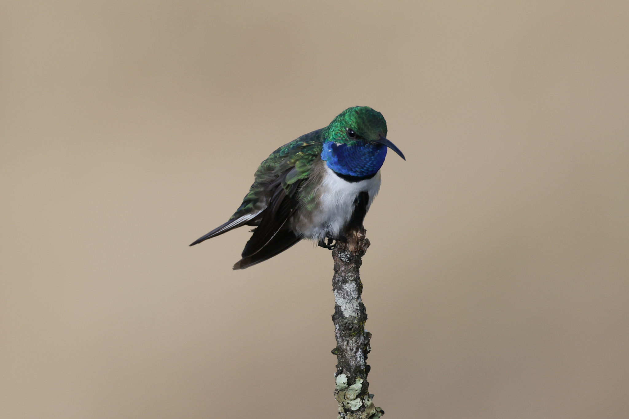 Oreotrochilus image