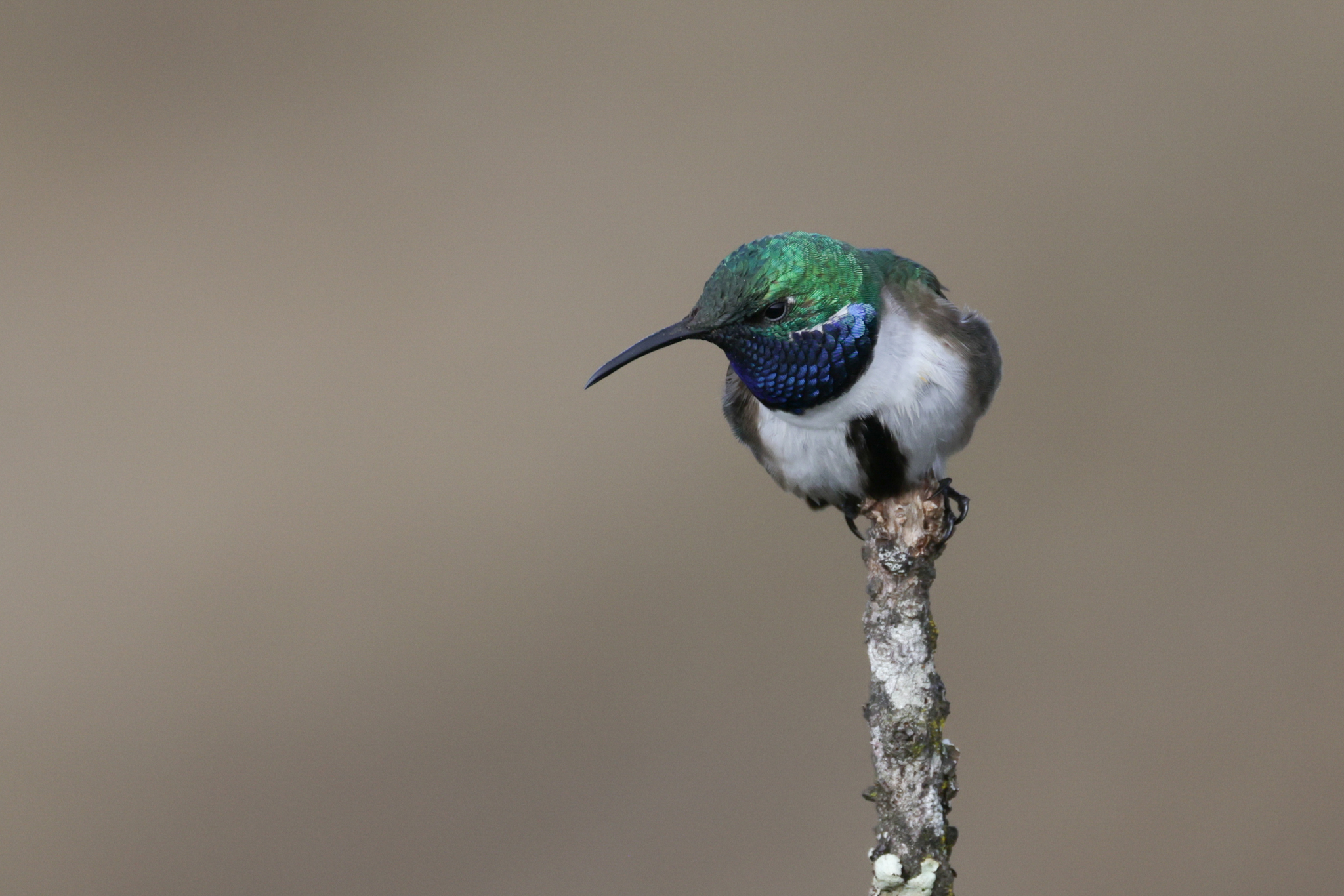 Oreotrochilus cyanolaemus image