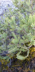 Melaleuca decussata
