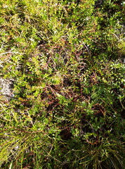 Laurembergia repens