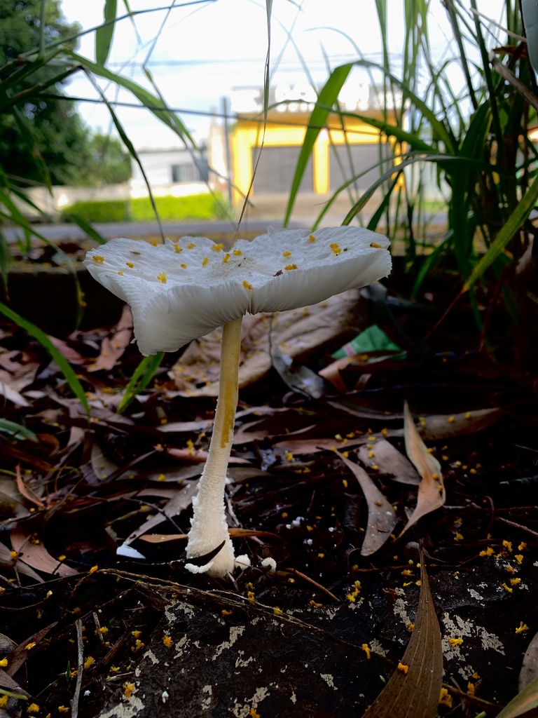 Leucocoprinus cretaceus · March 2024 · photo: © gabrieljovencio (iNaturalist, cc-by)