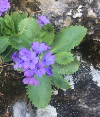 Primula marginata