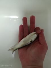 Thin Sharpbelly photo 2