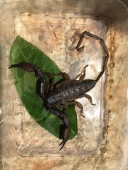 Hadogenes granulatus