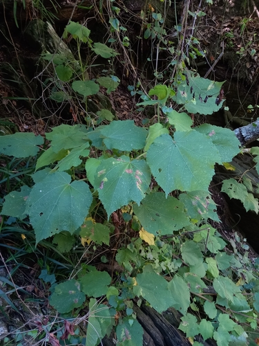 Image of Sparrmannia africana by (c) Christiaan Viljoen, some rights reserved (CC BY)