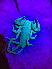 Hadogenes granulatus