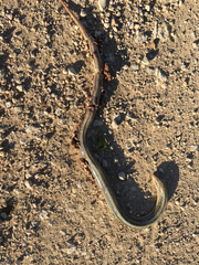 Ophisaurus attenuatus