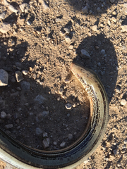 Ophisaurus attenuatus