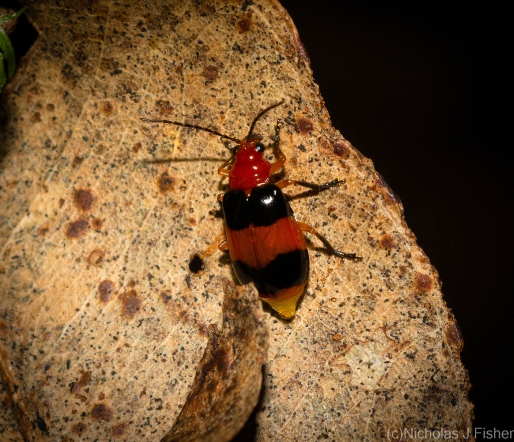 Aulacophora borrei from Tamborine Mountain QLD 4272, Australia on March