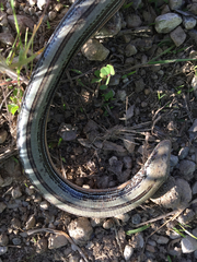 Ophisaurus attenuatus