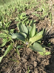 Viola ambigua