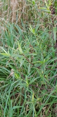 Veronica strictissima