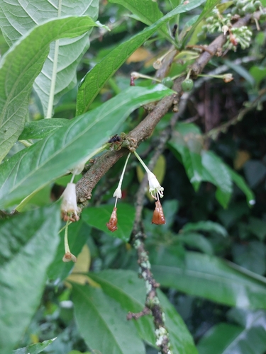 Image of Iochroma arborescens by (c) Daniel Duarte, some rights reserved (CC BY)