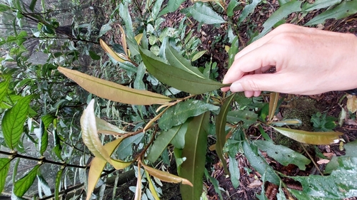 Image of Ardisia quinquegona by (c) 賴碧珠, some rights reserved (CC BY)