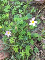 Oxalis caprina