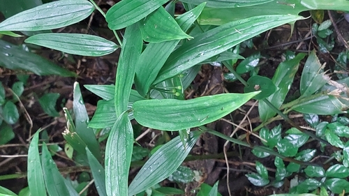 Disporum shimadae (Disporum shimadae)