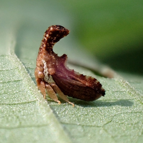 Hypsoprora adusta