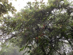 Rubus swinhoei